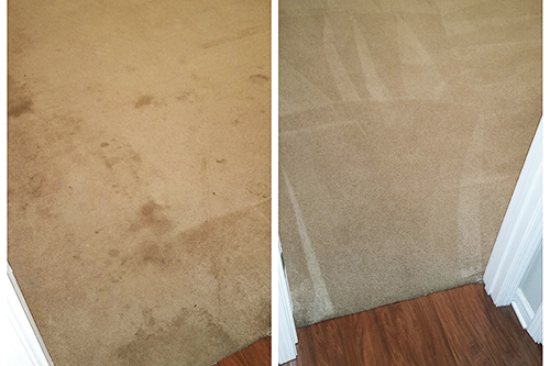 Pet Stain Removal