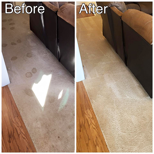 Pet Stain Removal